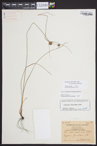 Cyperus filiculmis image