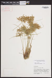 Cyperus polystachyos image