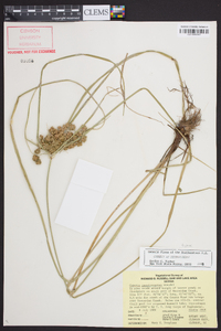 Cyperus pseudovegetus image