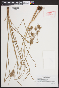 Cyperus retrofractus image