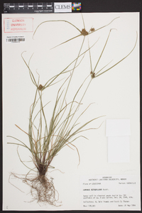 Cyperus retroflexus image