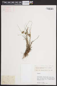 Cyperus retroflexus image