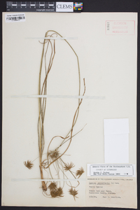 Cyperus retrofractus image