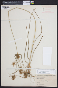 Cyperus retrofractus image