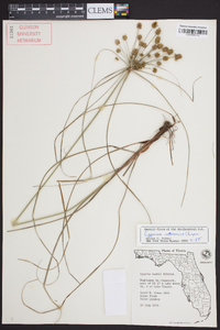 Cyperus retrorsus image