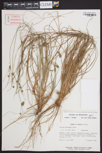 Cyperus retrorsus image