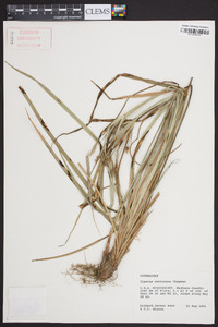 Cyperus retrorsus image