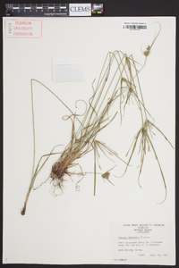 Cyperus retrorsus image