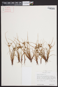 Cyperus squarrosus image