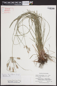 Cyperus thyrsiflorus image