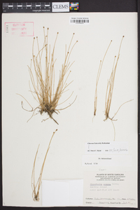 Eleocharis albida image