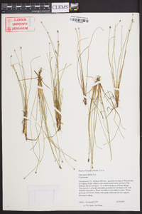 Eleocharis albida image