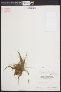 Eleocharis baldwinii image