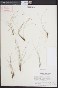 Eleocharis baldwinii image