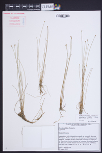 Eleocharis albida image