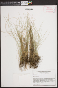 Eleocharis microcarpa image