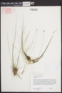 Eleocharis microcarpa image