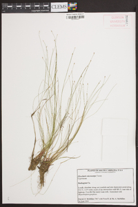 Eleocharis microcarpa image