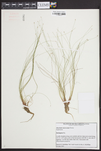 Eleocharis microcarpa image