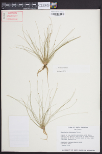 Eleocharis microcarpa image