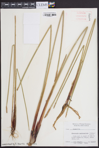 Eleocharis quadrangulata image