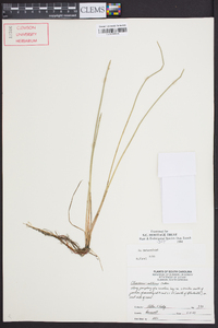 Eleocharis robbinsii image