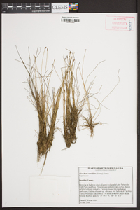 Eleocharis rostellata image