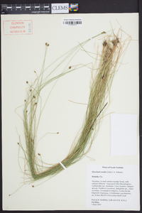 Eleocharis tortilis image