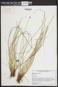 Eleocharis tricostata image