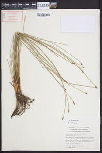 Eleocharis tricostata image