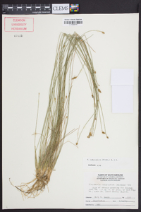 Eleocharis tuberculosa image