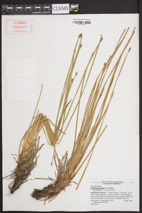 Eleocharis bifida image