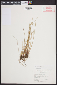 Eleocharis elongata image