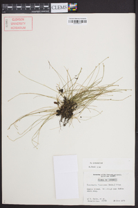 Eleocharis flavescens image