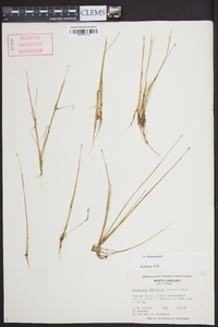 Eleocharis flavescens image