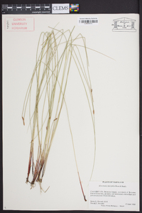 Eleocharis halophila image