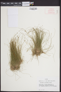 Eleocharis microcarpa image