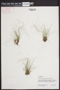 Eleocharis microcarpa image