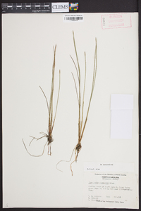 Eleocharis robbinsii image