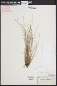 Eleocharis vivipara image