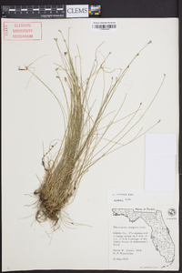 Eleocharis vivipara image