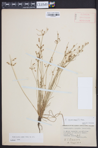 Fimbristylis annua image