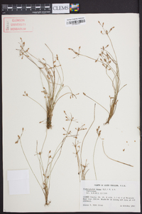 Fimbristylis annua image