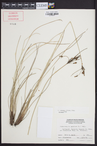 Fimbristylis castanea image