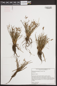 Fimbristylis dichotoma image