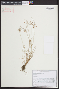 Fimbristylis annua image