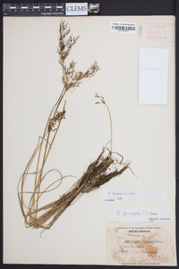 Fimbristylis miliacea image