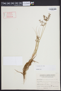 Fimbristylis miliacea image