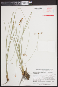 Fimbristylis puberula image