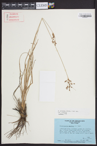 Fimbristylis puberula var. puberula image